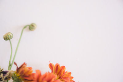 Close-up of orange flower buds against white background