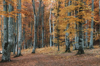 Trees in forest during autumn