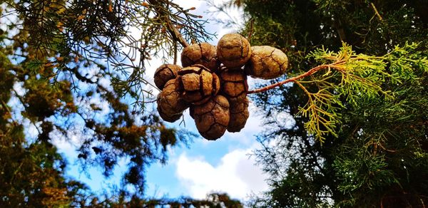 Low angle view of trees against sky