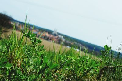 Close-up of plants growing on field against sky