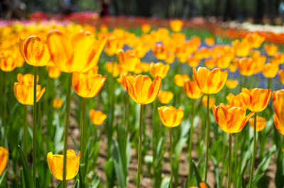 Close-up of yellow crocus flowers