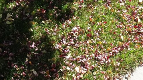 Pink flowers growing in garden