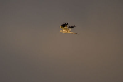 Low angle view of a bird flying