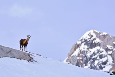 Horse standing on snow covered mountain against clear sky