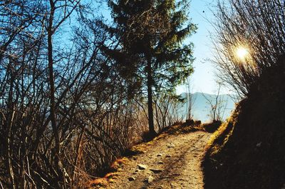 Trees in forest against sky