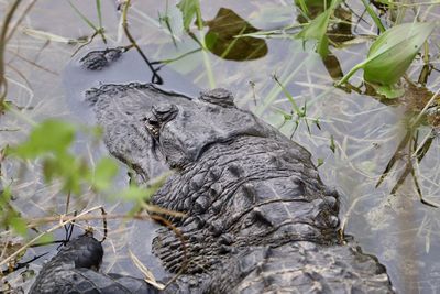 Alligator head in water close up