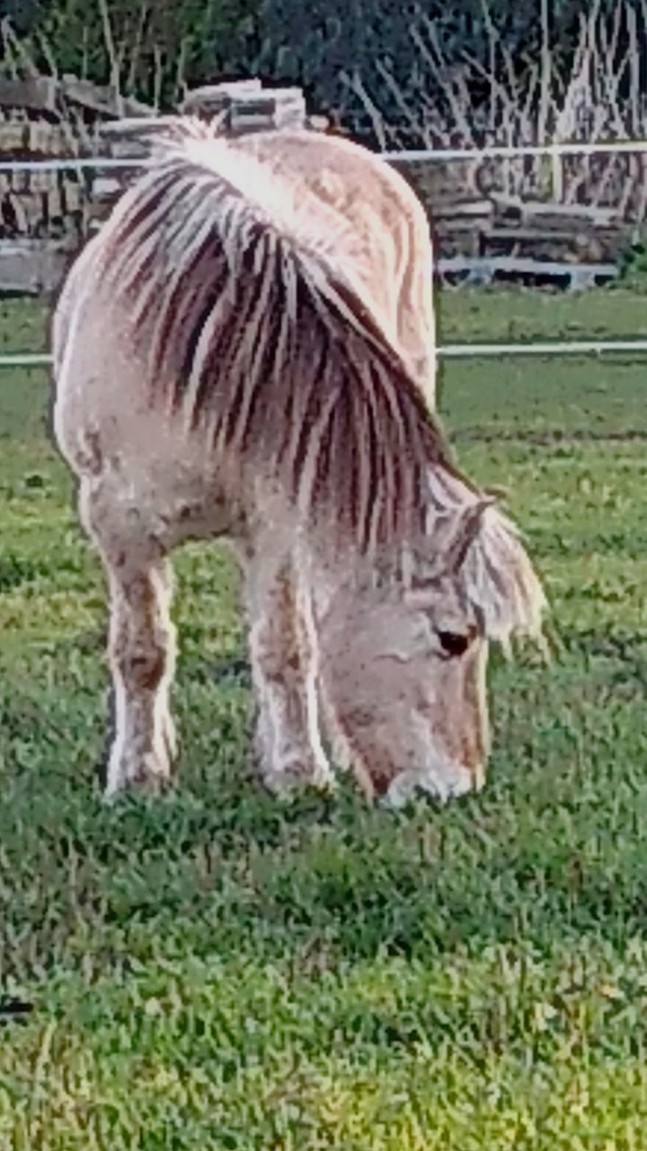 BROWN HORSE GRAZING IN FIELD