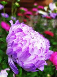 Close-up of pink rose flower