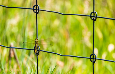 Close-up of barbed wire on plant