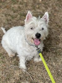 West highland terrier standing on a field 