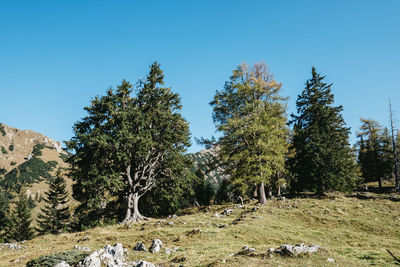 Trees on field against clear blue sky