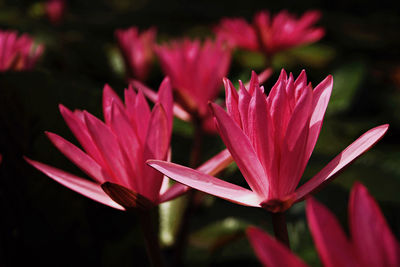 Close-up of pink flowers blooming outdoors