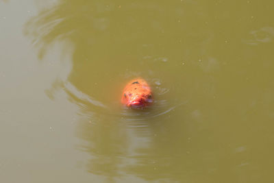 Close-up of jellyfish swimming in water