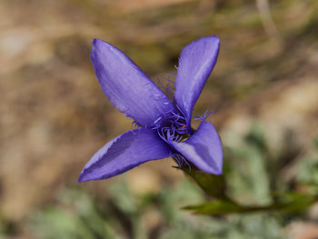 Close-up of a fringed gentian