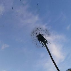 Low angle view of dandelion