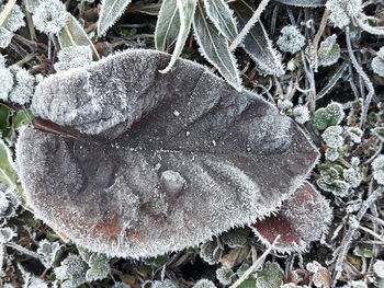 High angle view of frozen plant on field