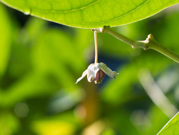 Close-up of white flowering plant