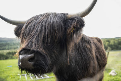 Brown highland cattle with fluffy muzzle grazing in green meadow in scotland