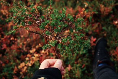 Midsection of person holding plant against trees