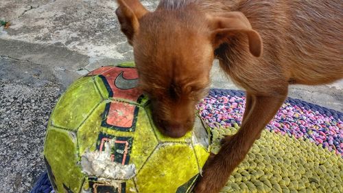 Dog in park