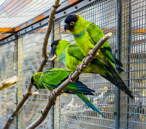 Bird perching on tree in cage at zoo