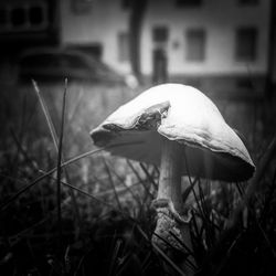 Close-up of a mushroom