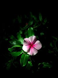 Close-up of pink flower