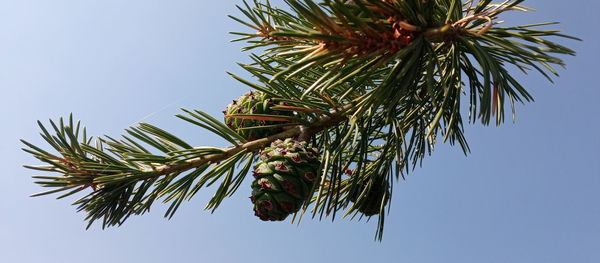 Low angle view of pine tree against sky