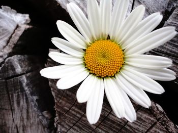 Close-up of flower