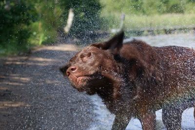 Close up of animal in water