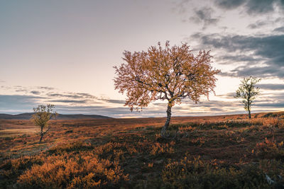 Tree on field against sky during sunset