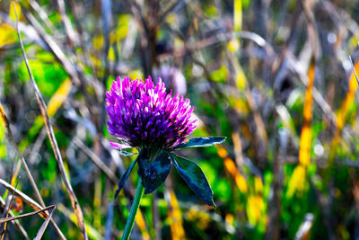 Close-up of purple flowering plant on field