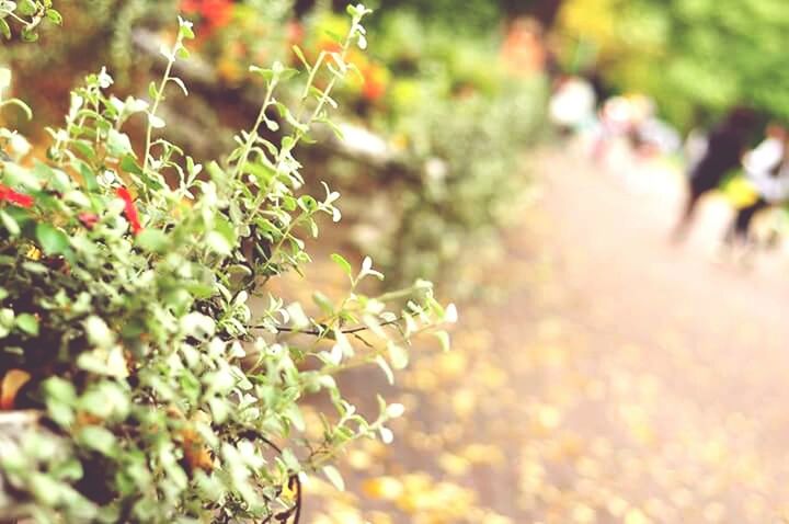 growth, leaf, focus on foreground, branch, nature, plant, close-up, tree, selective focus, green color, beauty in nature, freshness, growing, twig, day, outdoors, no people, sunlight, tranquility, fruit