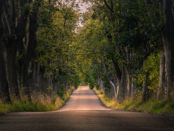 Road amidst trees in forest