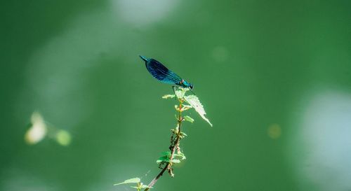 Close-up of damselfly perching on green leaf