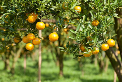 Close-up of oranges on tree