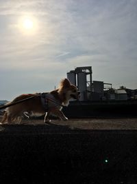 Dog on road against sky