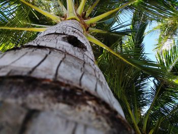 Close-up of coconut palm tree