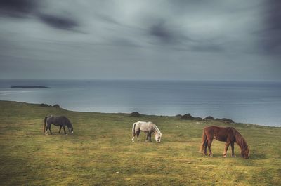 Horses on landscape against sky