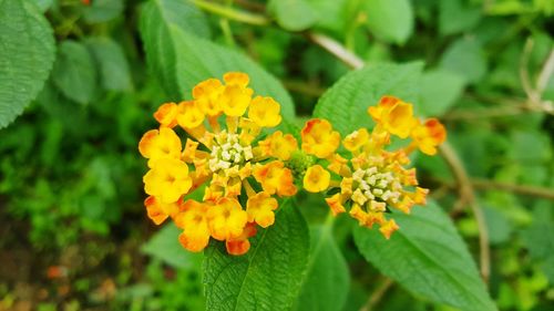 Close-up of yellow flower