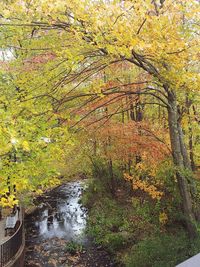 Trees growing in forest during autumn