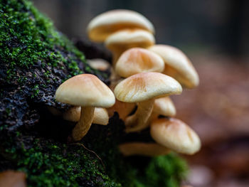 Close-up of mushrooms growing on land