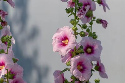 Close-up of pink flowers