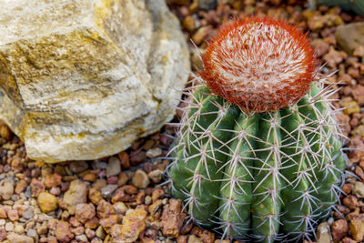 Close-up of succulent plant on rock