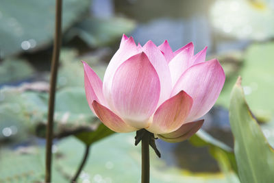 Close-up of pink lotus water lily in pond