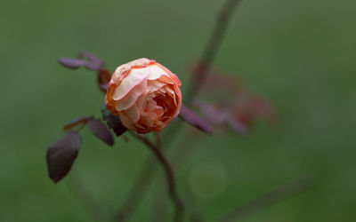 Close-up of rose against blurred background