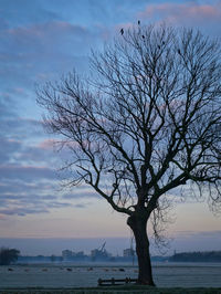 Tree by sea against sky during sunset