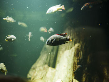 Close-up of fish swimming in water