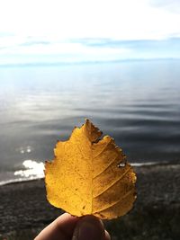 Close-up of person holding maple leaf