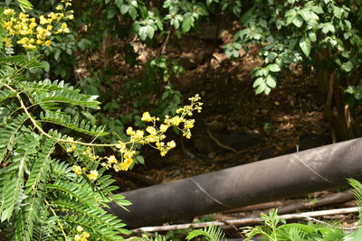 Close-up of flowering plants on land